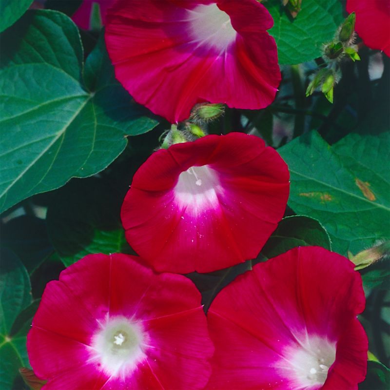 Klatrehortensia Crimson Verve rød - frø til blomster