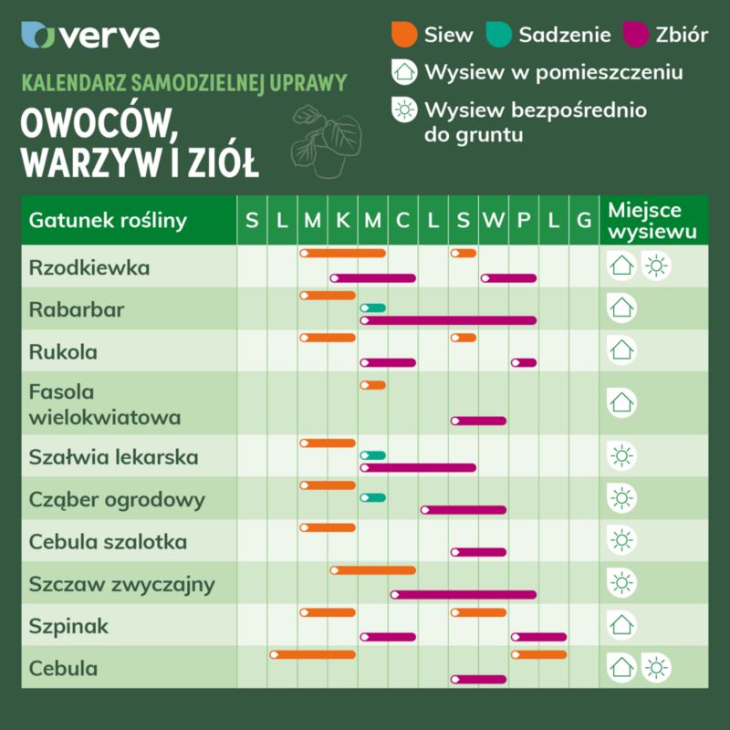 Frø af dyrket rucola Verve