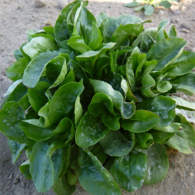 Frø til grøn rosettsalat Verte de Camb Verve