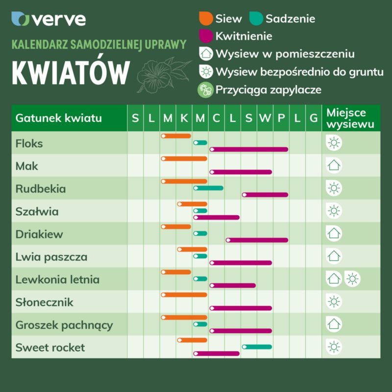 Frø af rudbeckia jeżówka Verve purpur