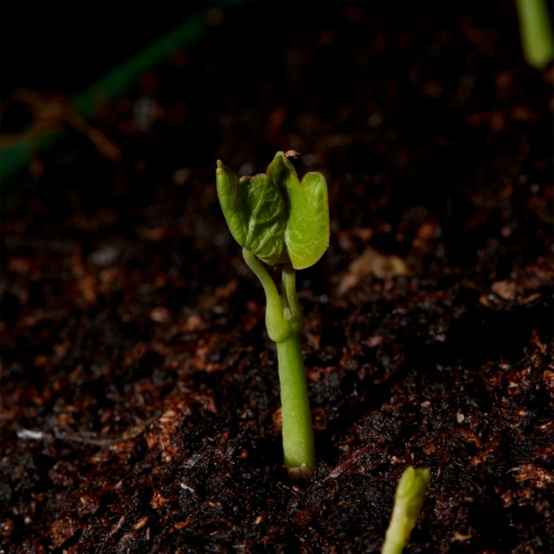 Frø af karse Verve-kollektion med blomsterkarse