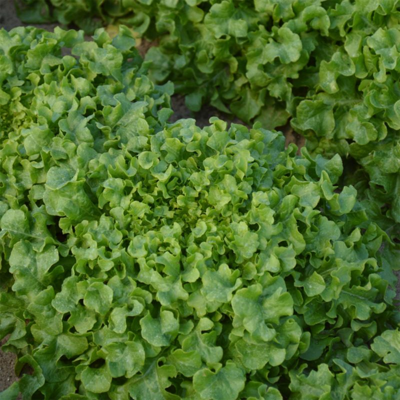 Frø til egetræsalat Verve