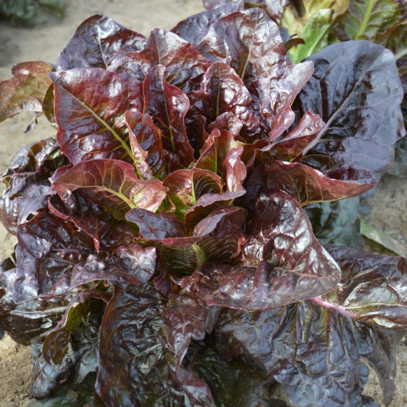 Frø af romainesalat Lentissima a Montare 3 Verve
