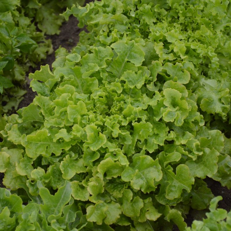 Frø til bladsalat Salad Bowl Verve
