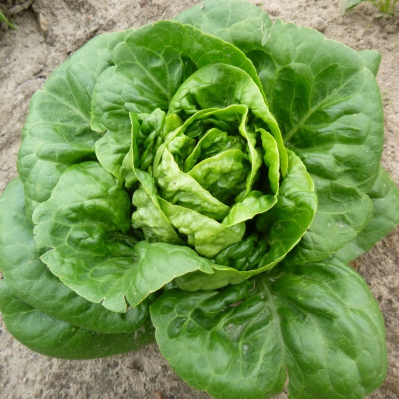 Frø til Little Gem Verve salat
