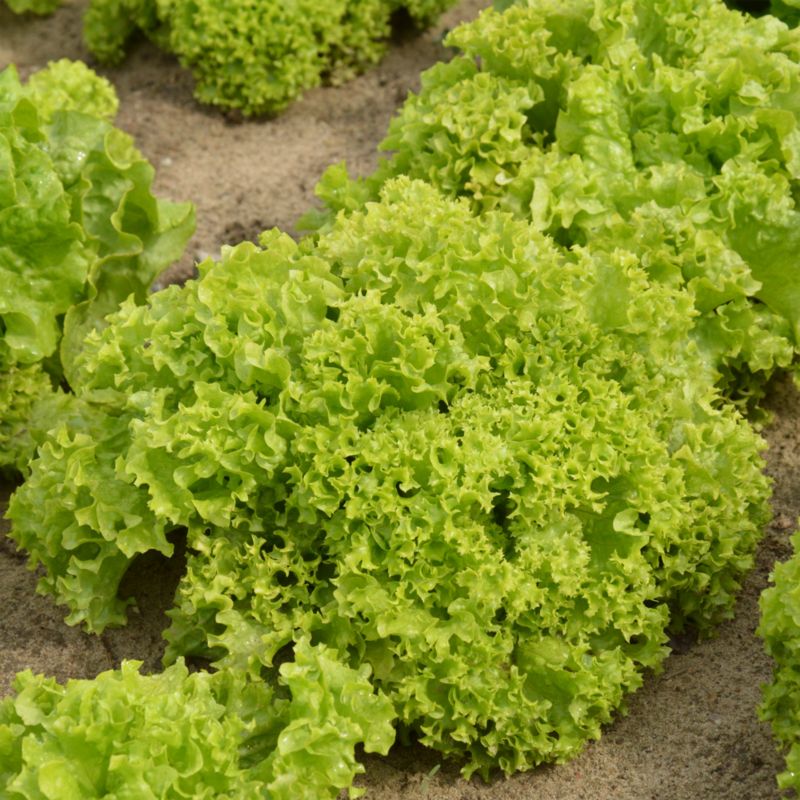 Frø til salat Lollo Bionda Verve