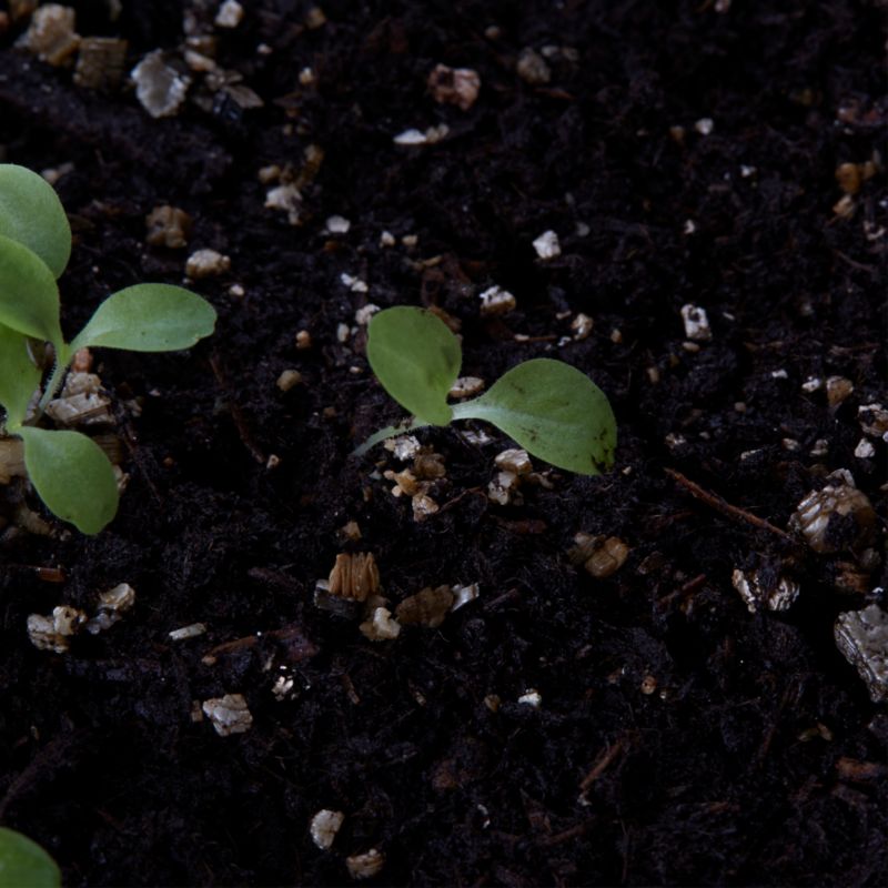 Frø til salat Lollo Rossa Verve