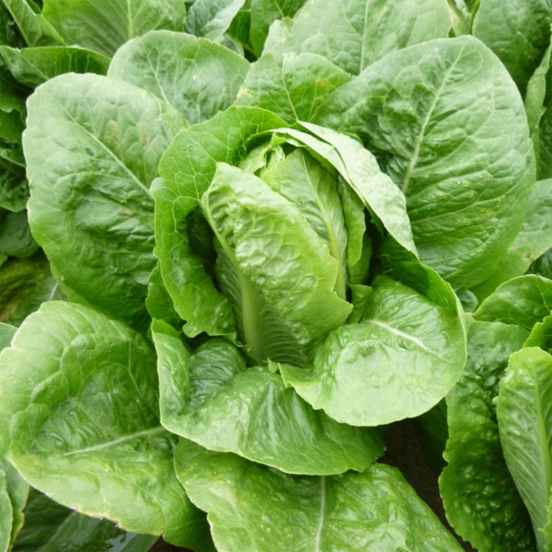 Frø til romainesalat Paris Island Cos Verve