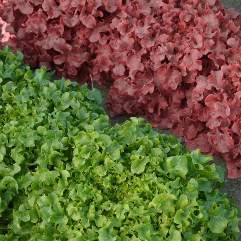 Frø til salat Salad Bowl Verve mix på bånd 6 m