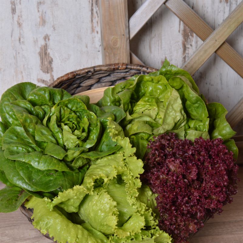 Frø til salat Verve mix