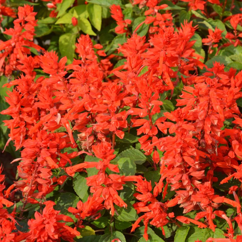 Frø af rød Verve salvie