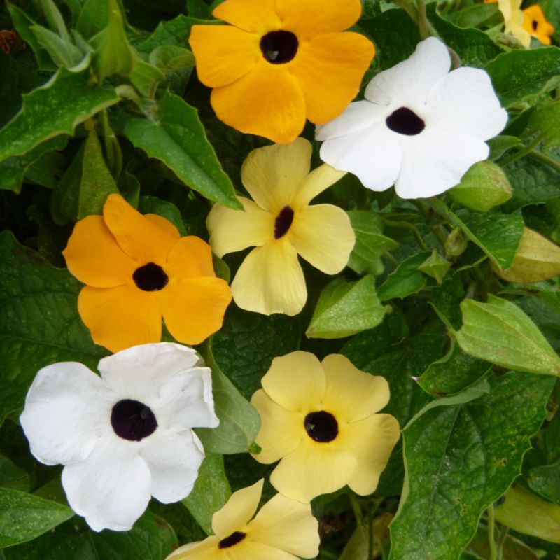 Tunbergia-frø blanding Verve