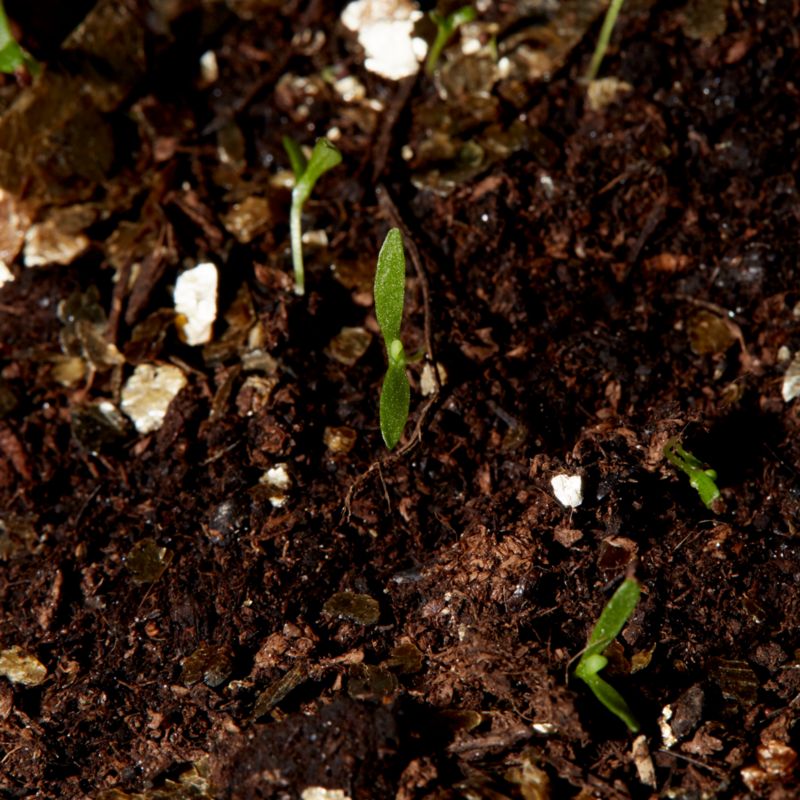 Frø til tobak Sensation Verve