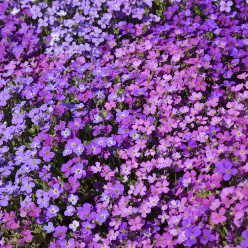 Frø af havemur Verve mix