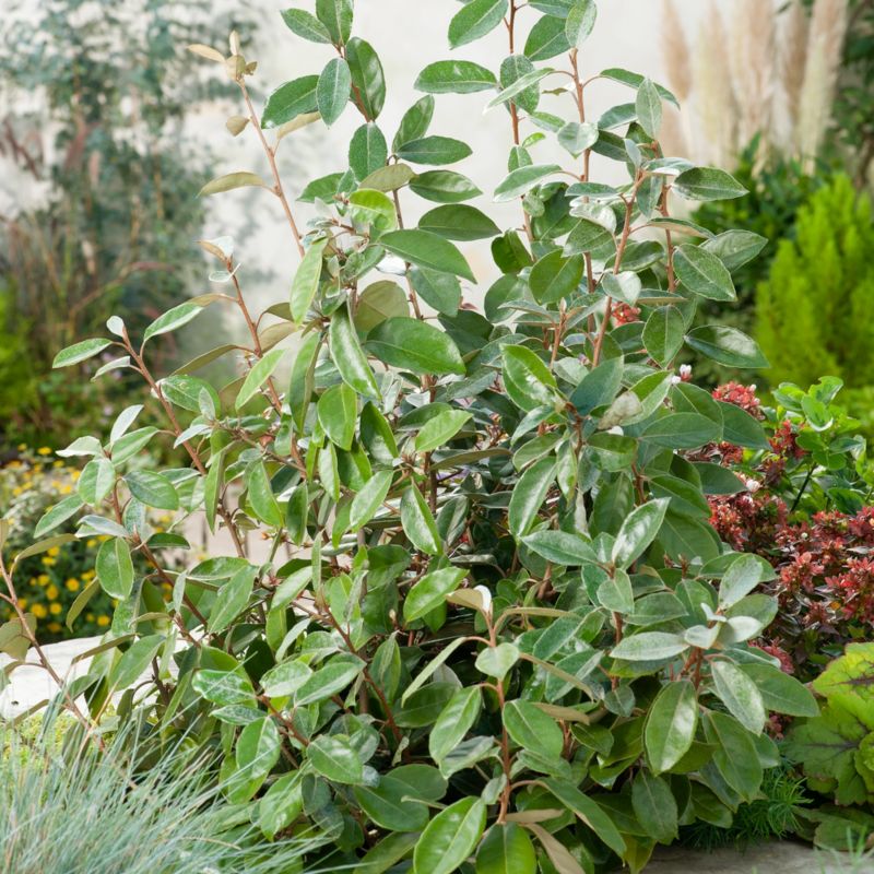 Vintergrøn olivenbusk Verve 3 l