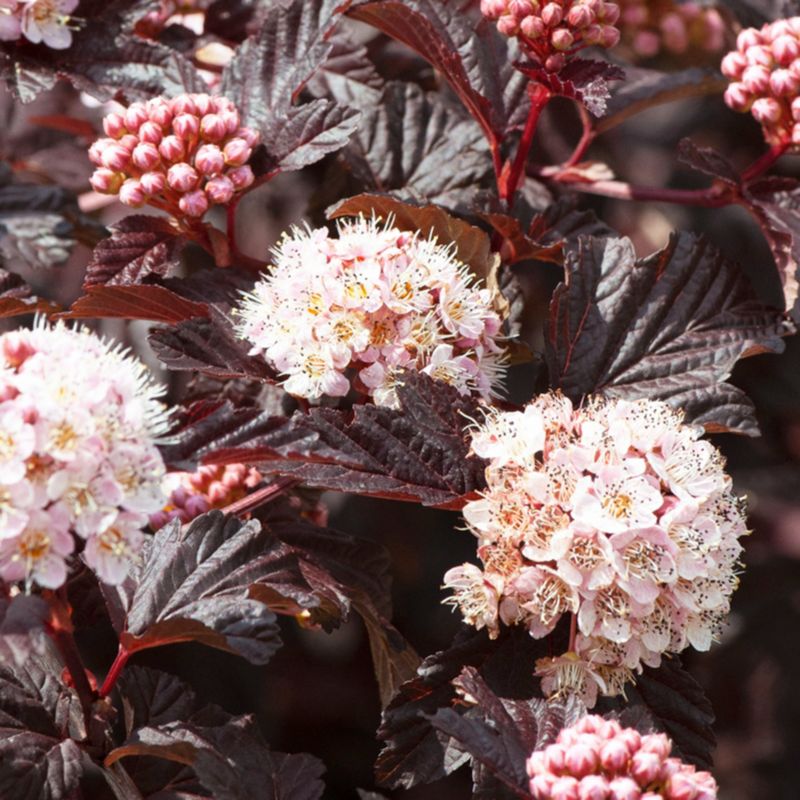 Physocarpus Lady In Red Verve 3 l