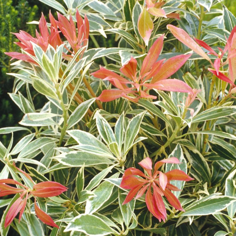Pieris Flaming Silver Verve 2 l - smukker stedsegrøn busk til haven