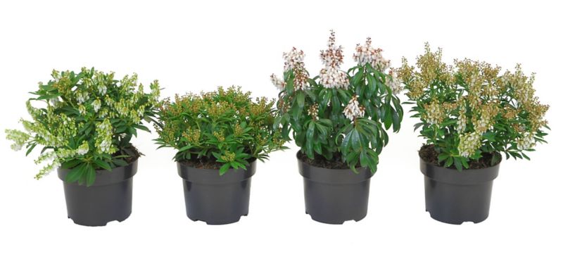 Pieris japonica Verve 17 cm mix