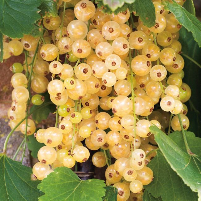 Hvid ribs Verve 35 cm