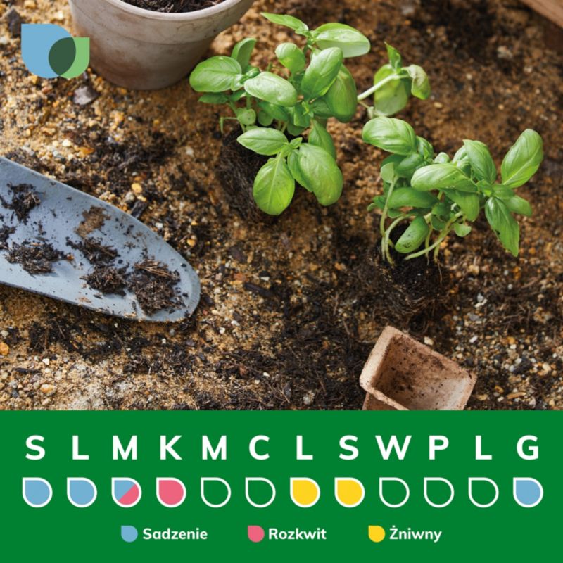 Sort solbær Verve i potte C2