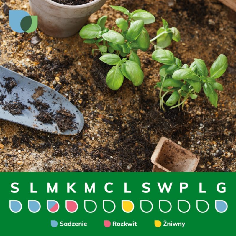 Rød solbær Verve i potte C2