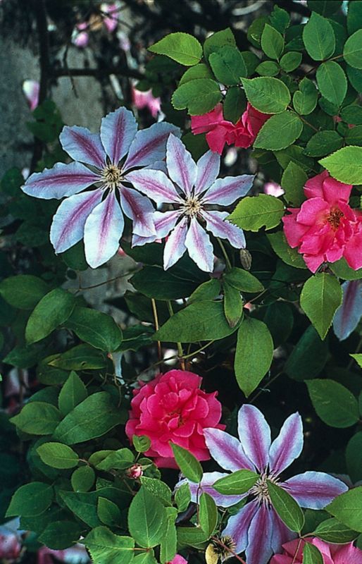 Sommer-Klematis Verve 75 cm