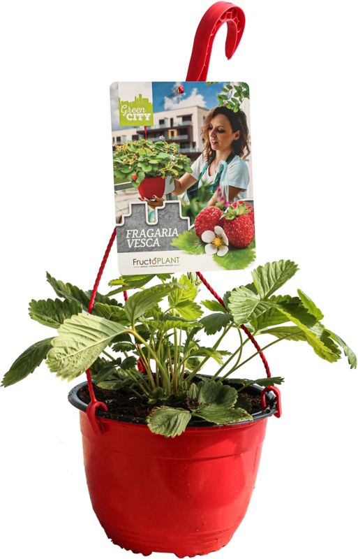 Hængende potte med skovjordbær