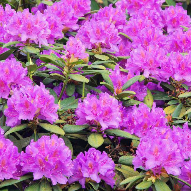 Rhododendron 40 L – farverig og hårdfør surbundsbusk