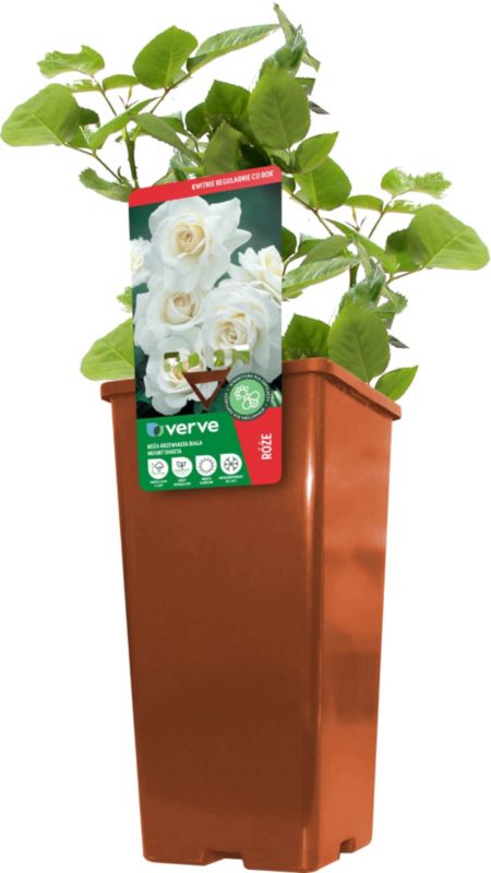 Buskrose Verve hvid 2 l