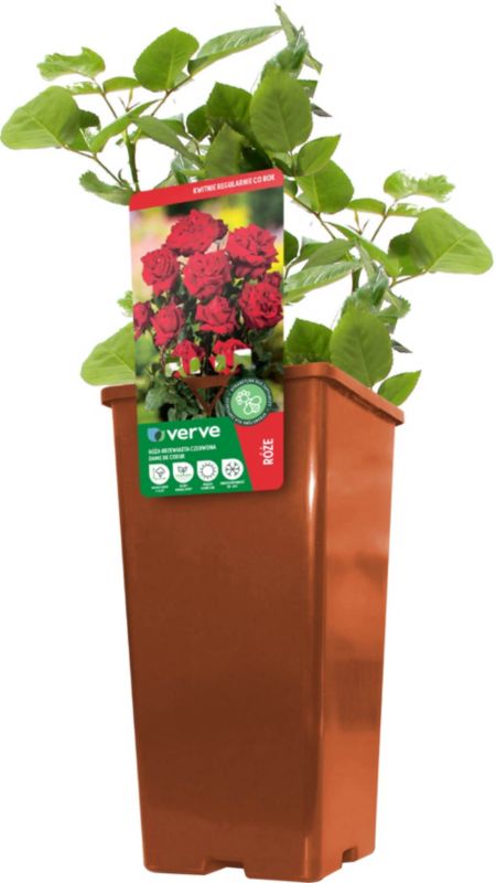 Buskrose Verve rød 2 l