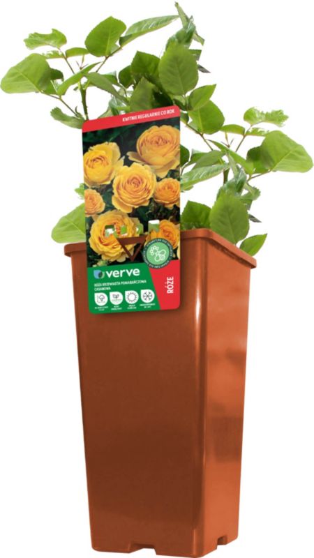 Buskrose Verve orange 2 l