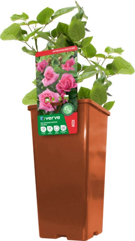 Buskrose Verve pink 2 l