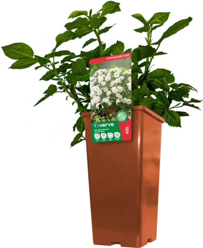 Patiorose Verve hvid 3 l
