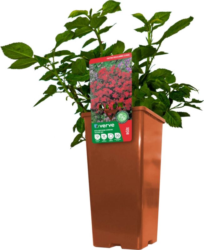 Rosa Patio Verve rød 3 l