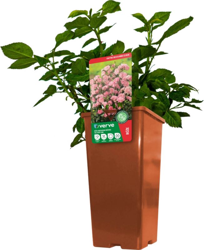 Patio rose Verve pink 3 l