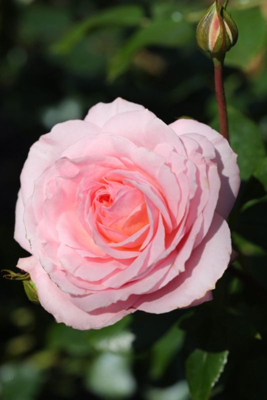 Klatrerose Sweet Syrie Verve 5 l