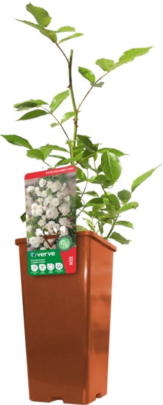 Klatrerose Verve hvid 3 l