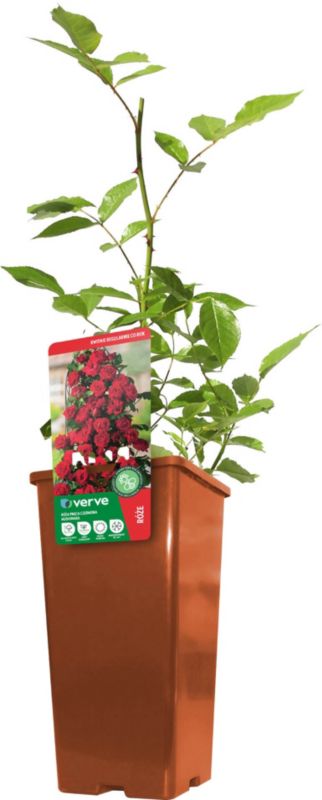 Klatrerose Verve rød 3 l