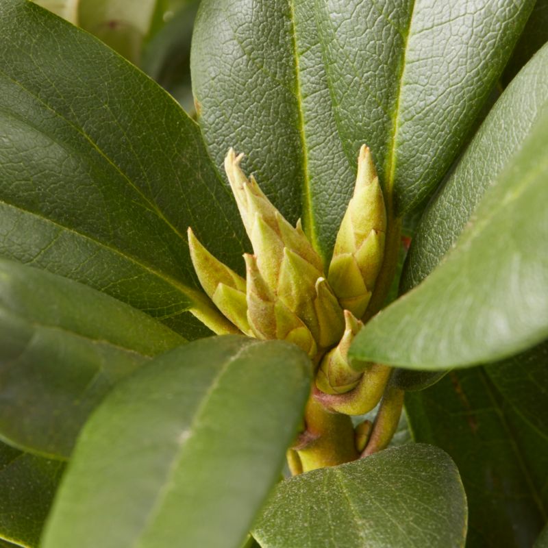 GoodHome hvid rhododendron 5 l