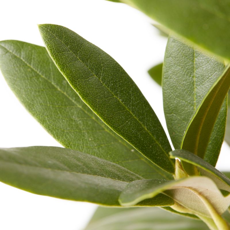 GoodHome hvid rhododendron 7,5 l