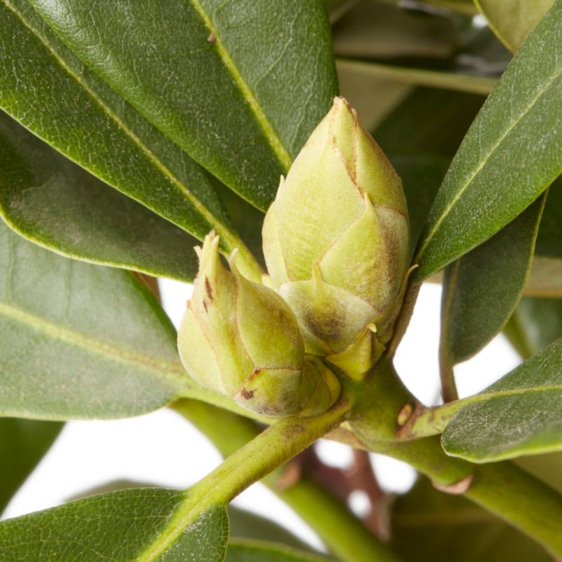 GoodHome rød rhododendron 7,5 l