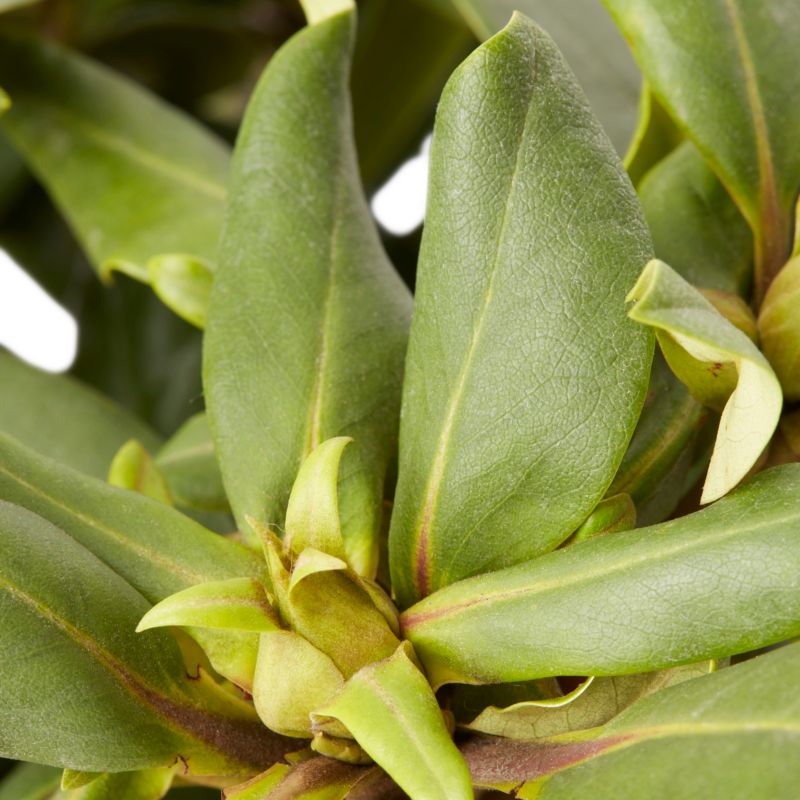 GoodHome fuchsia rhododendron 5 l