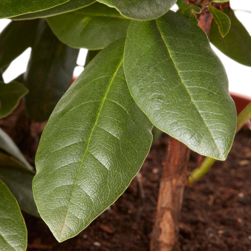 GoodHome fuchsia rhododendron 7,5 l