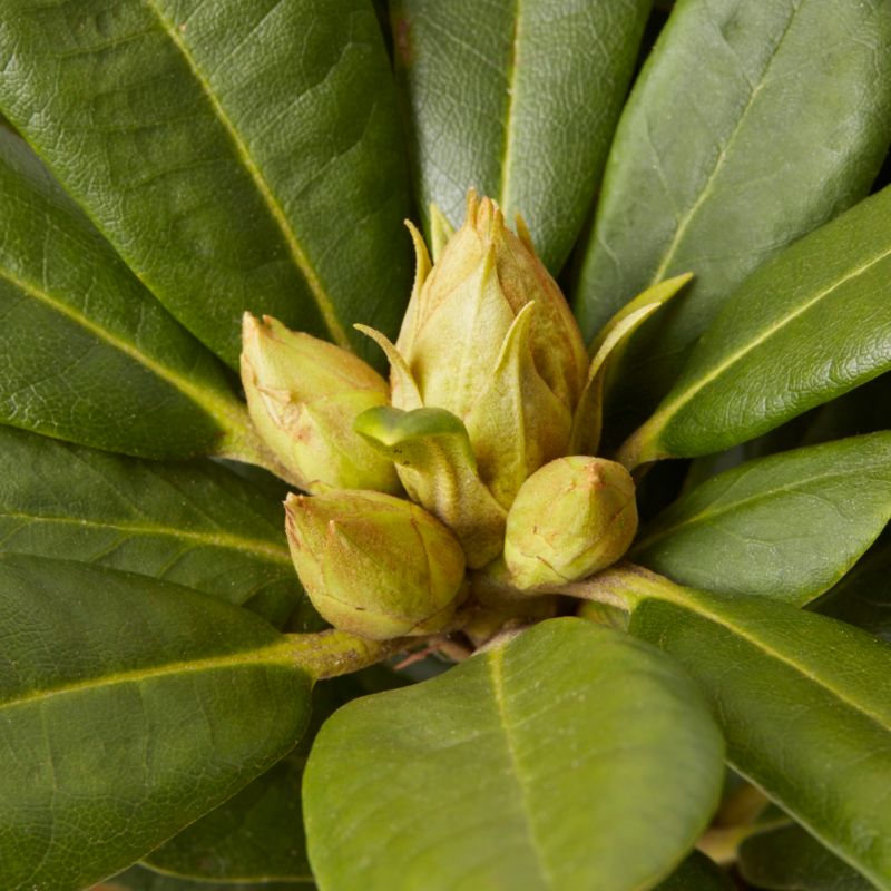 GoodHome rhododendron pink 5 l