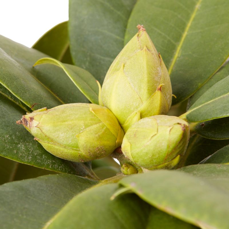 GoodHome azalea pink 7,5 l