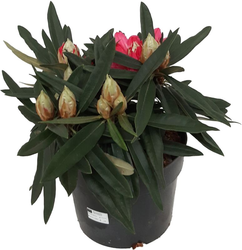 Rhododendron Rosa Perle Verve 7,5 l