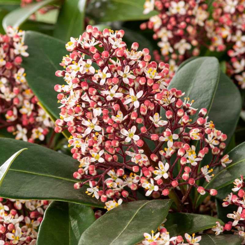 Skimia Rubella Verve 3 l