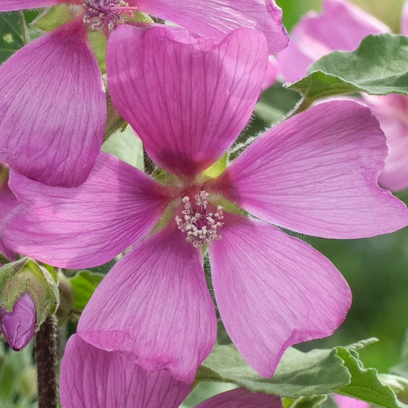 Burgundy Wine Verve 2 l slørbusk