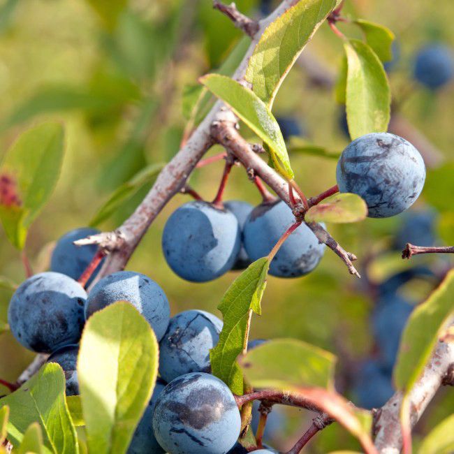 Blommer i forskellige sorter