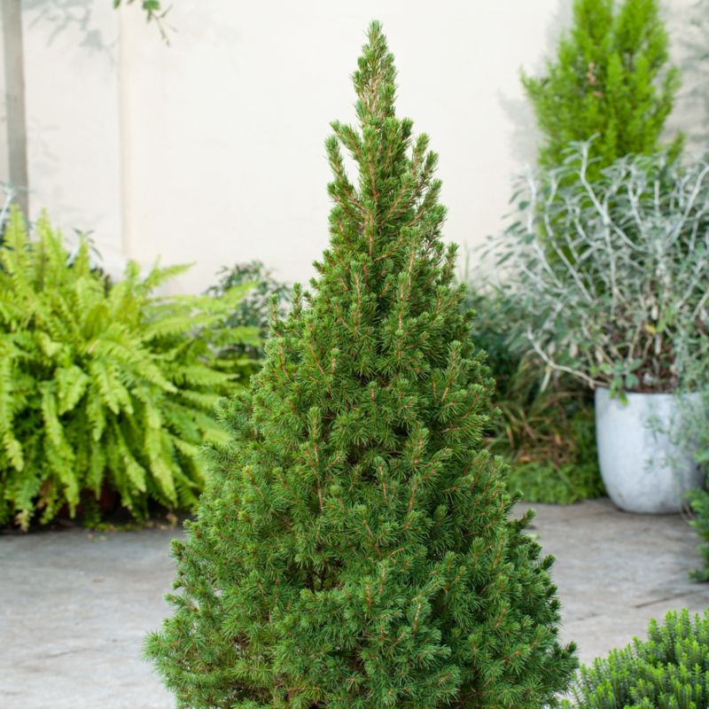 Picea Conica Perfecta Verve 2 l